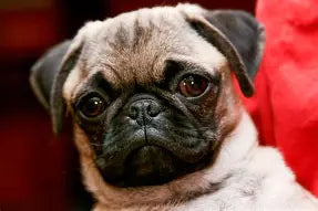 el perro mas cute de la historia